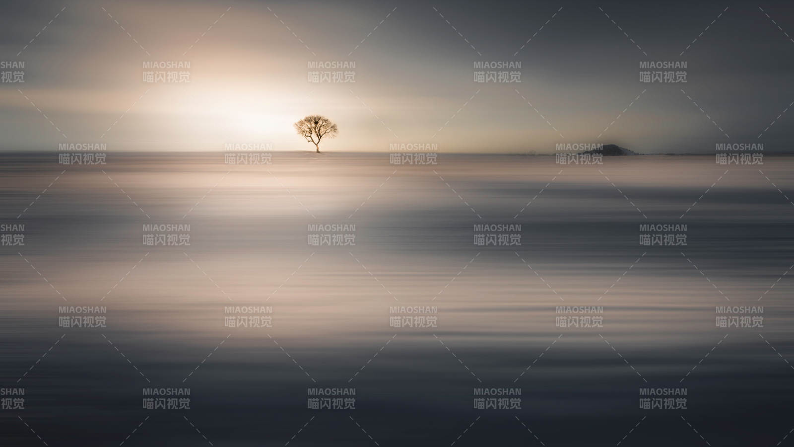 孤树静谧 晨光朦胧图片