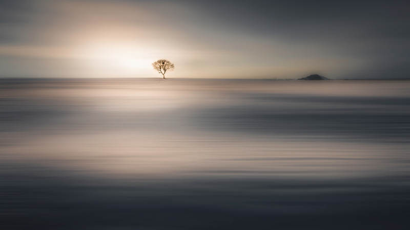 孤树静谧 晨光朦胧图片