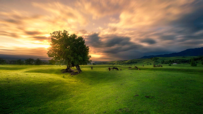 夕阳下的草原风光图片