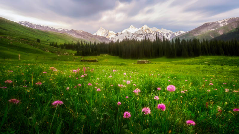高山草甸花海美景图片