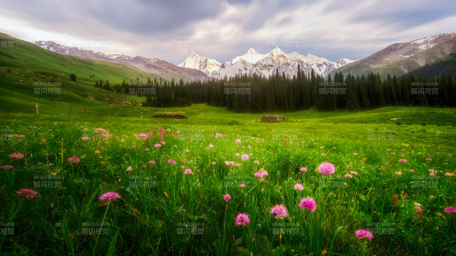 高山草甸花海美景图片