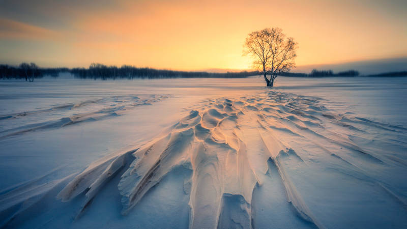 冬日雪原孤树夕阳图片