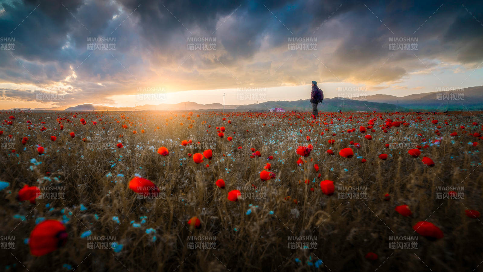 夕阳下的虞美人花田图片