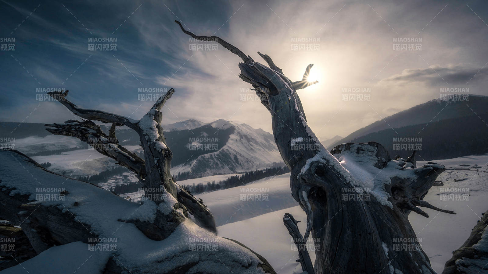 雪中枯木映山景图片