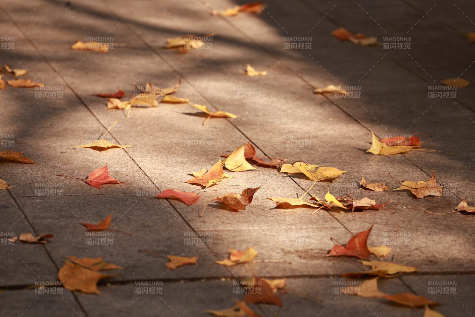 秋叶散落 光影斑驳图片