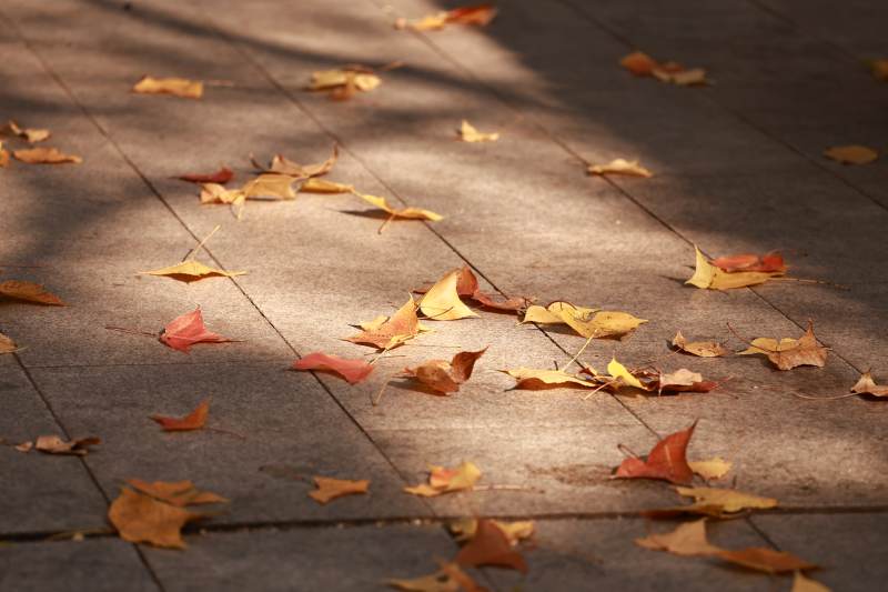 秋叶散落 光影斑驳图片