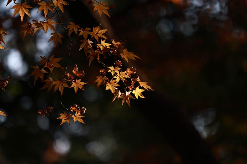 秋叶静美 光影交织图片