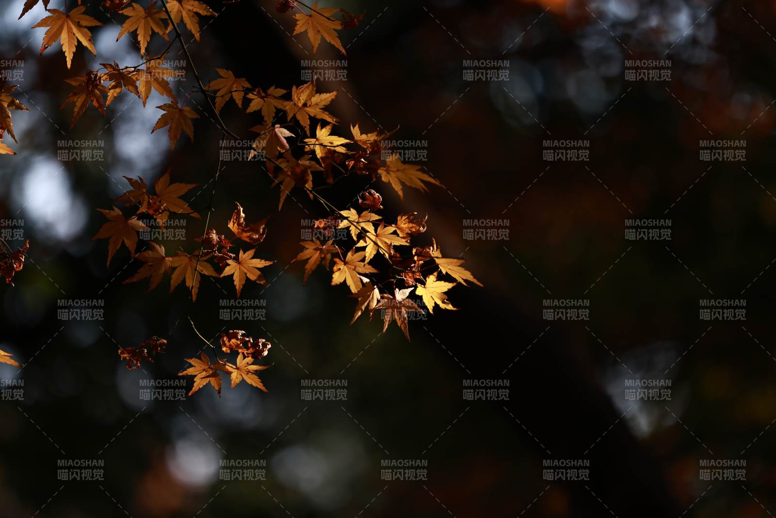 秋叶静美 光影交织图片