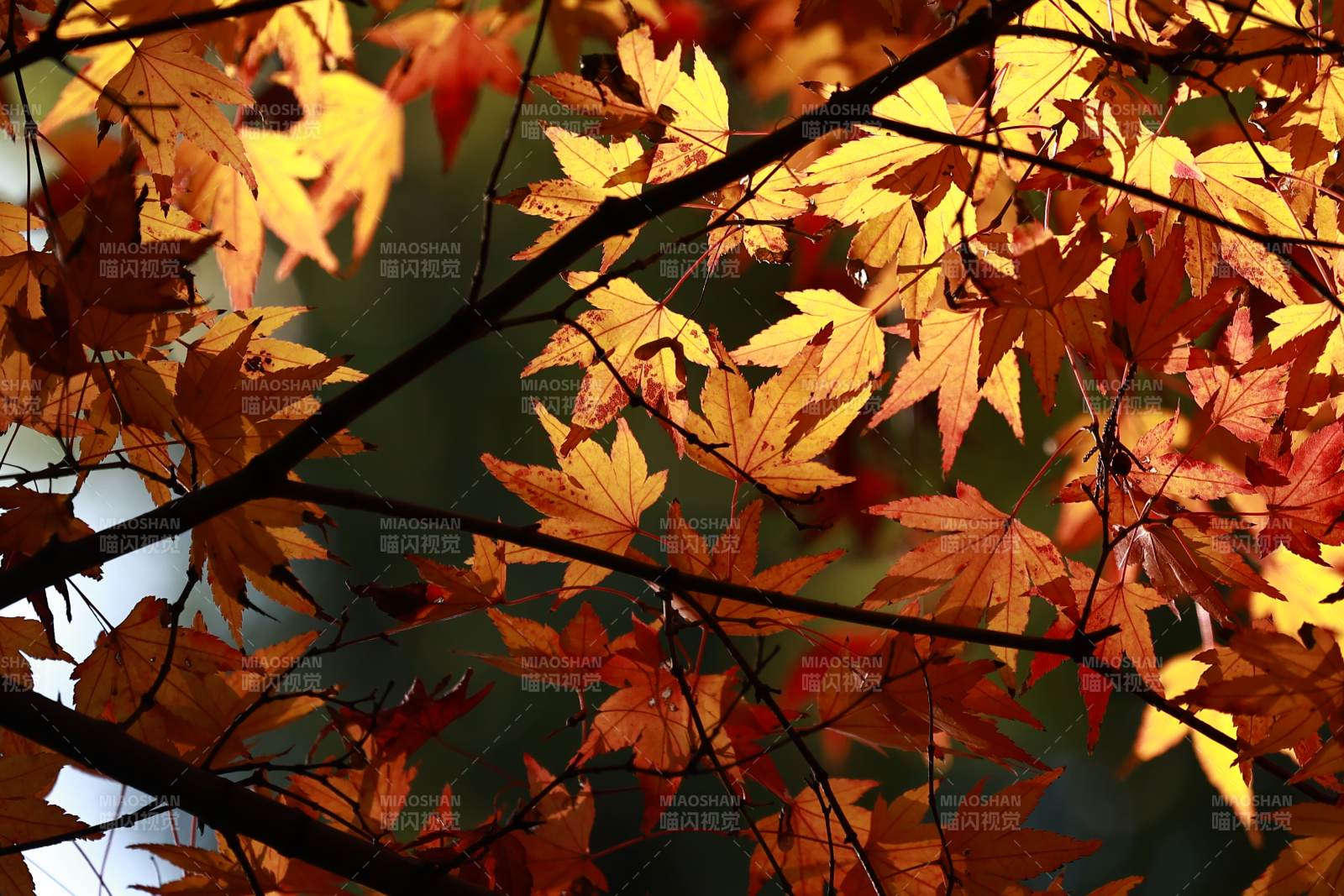 秋叶映光 斑斓如画图片