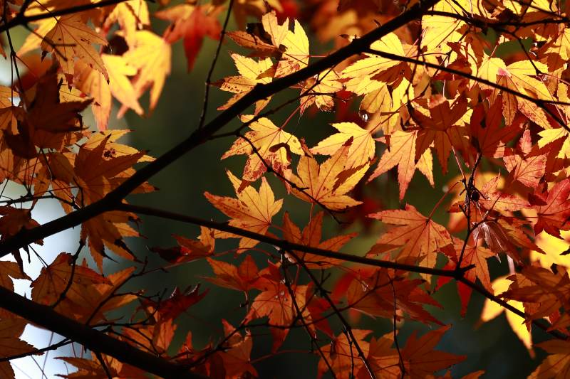 秋叶映光 斑斓如画图片