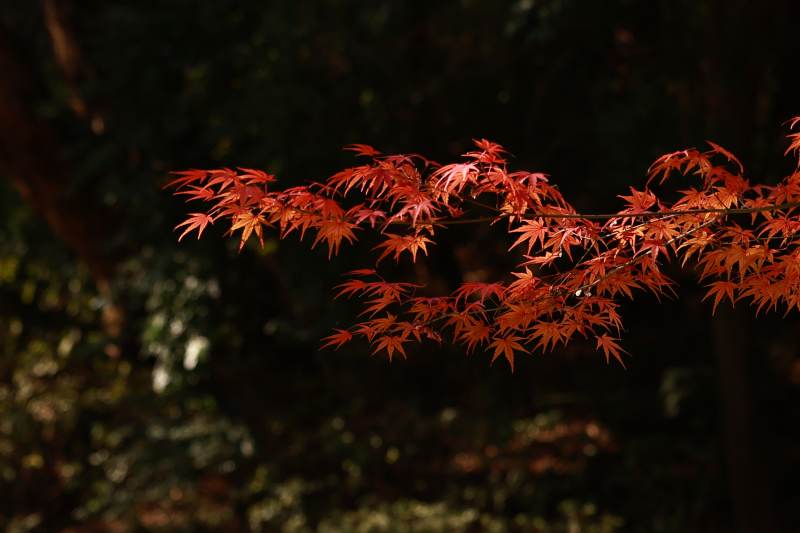秋日红叶映枝头图片