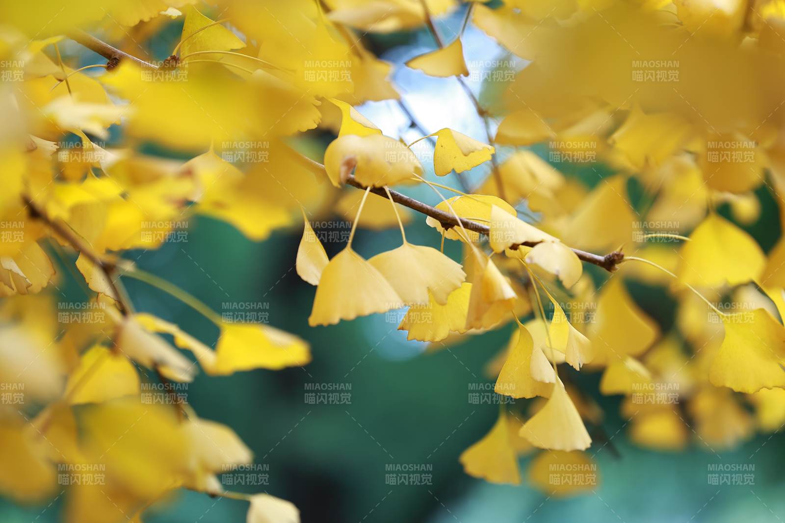 秋日银杏叶的金黄之美图片