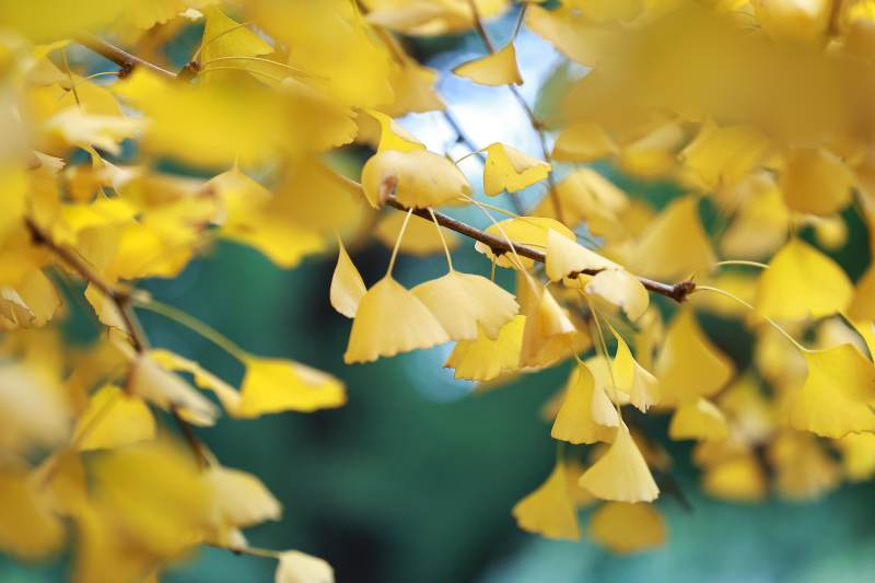 秋日银杏叶的金黄之美图片