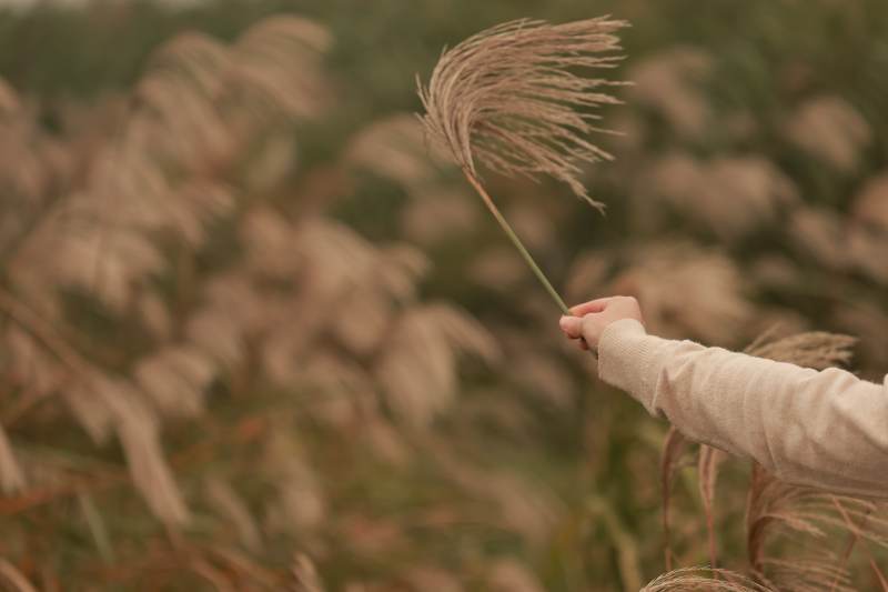 秋风中的芦苇与手图片