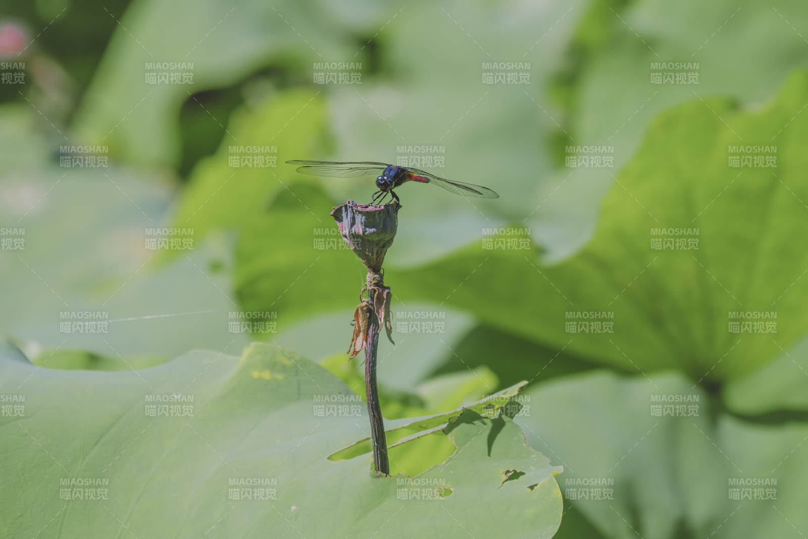 荷叶上的蜻蜓静憩图片