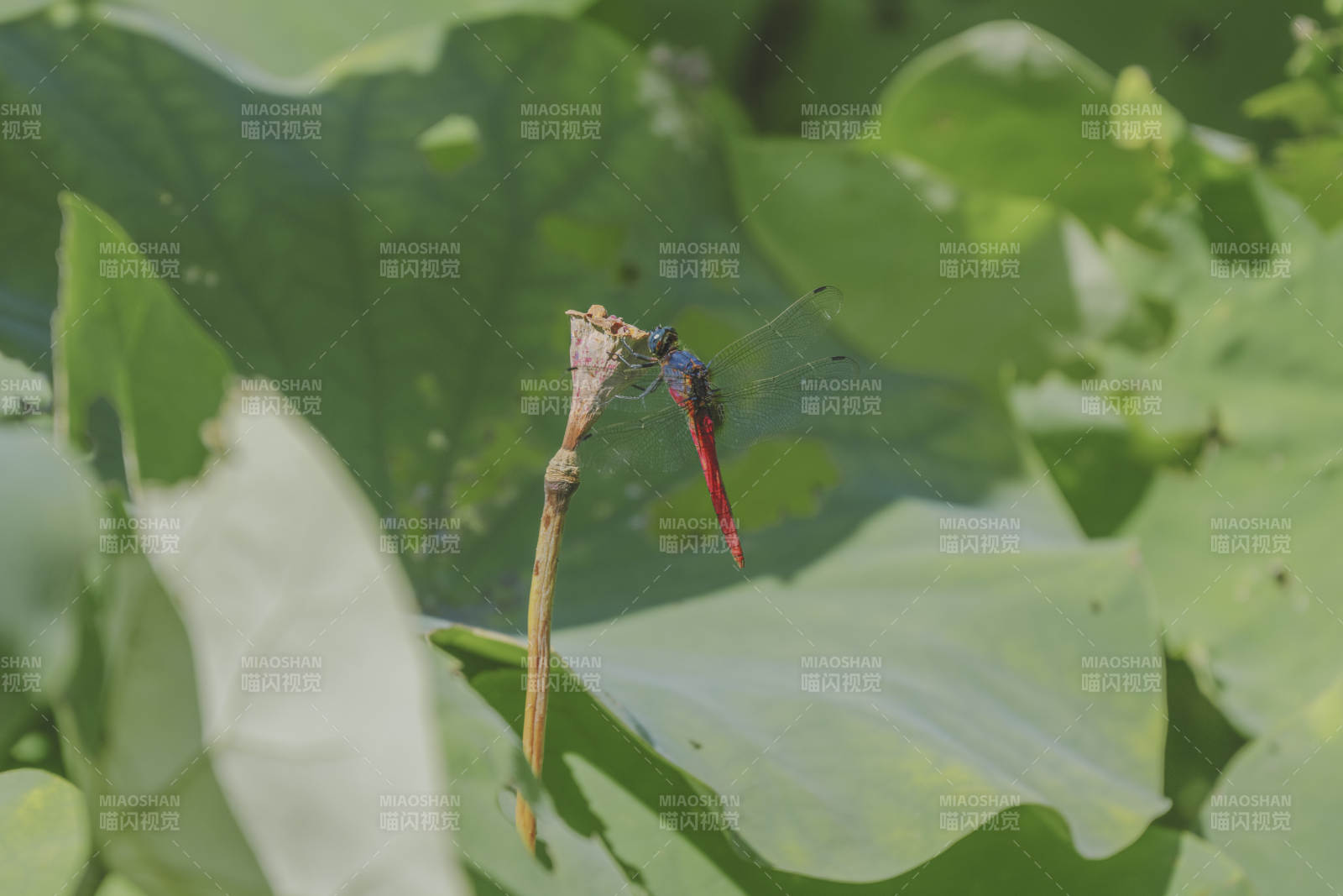荷叶上的红蜻蜓图片