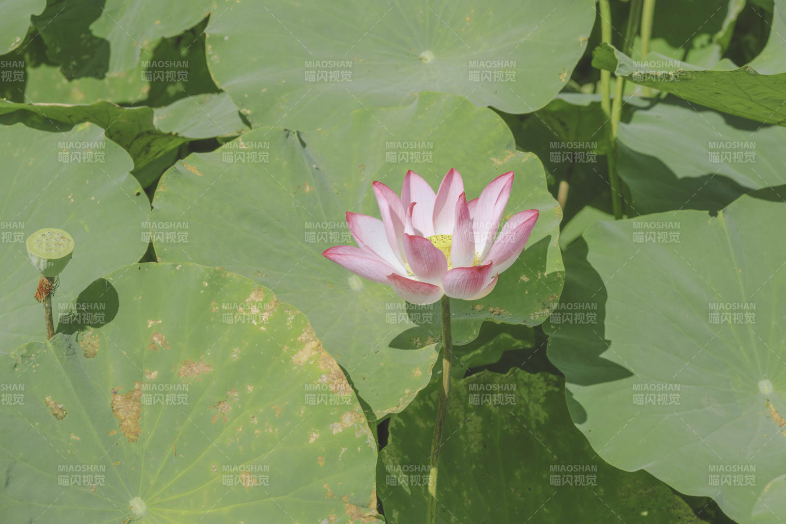 荷塘中的粉色莲花图片
