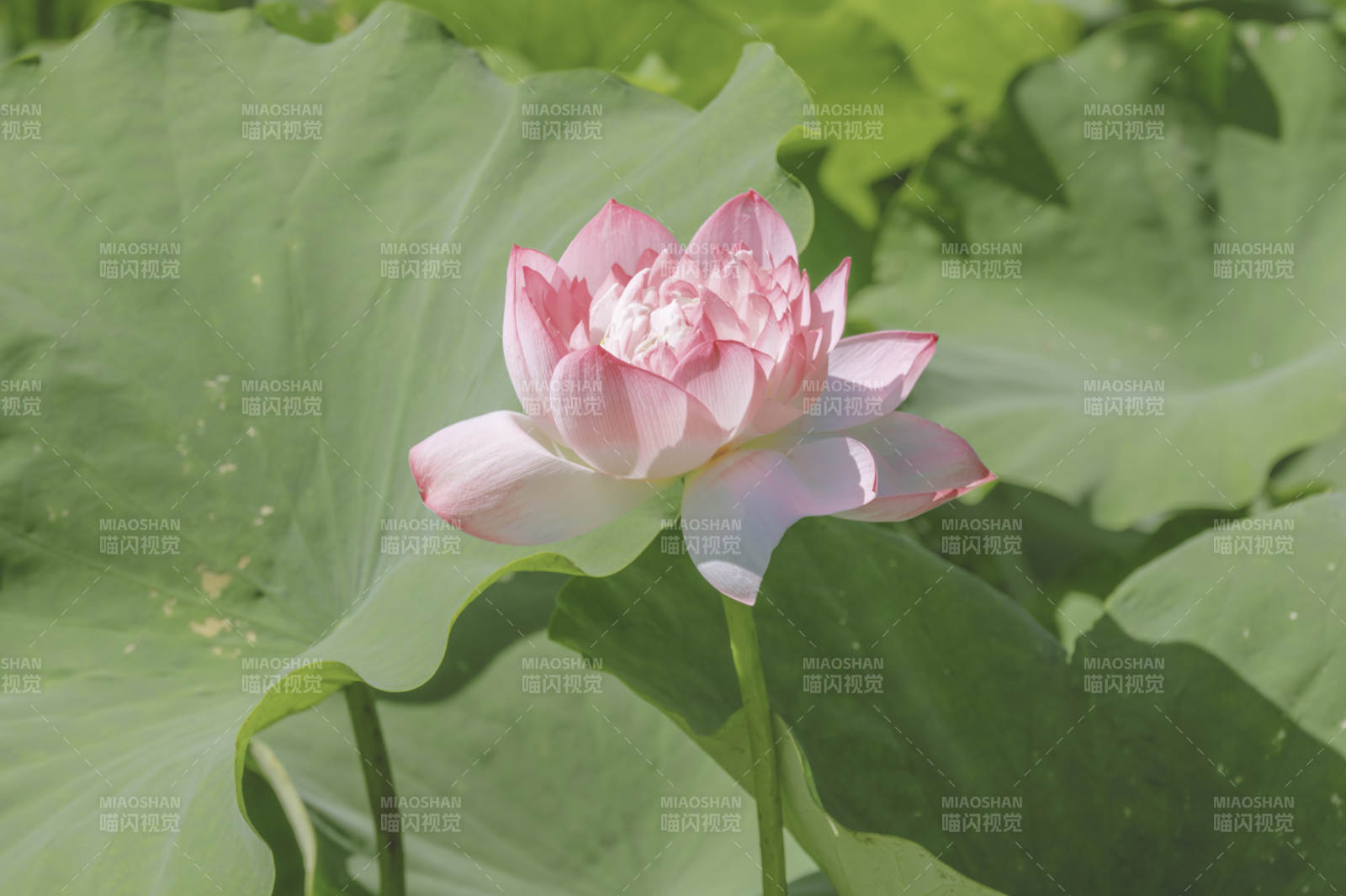 池塘中的粉色莲花图片