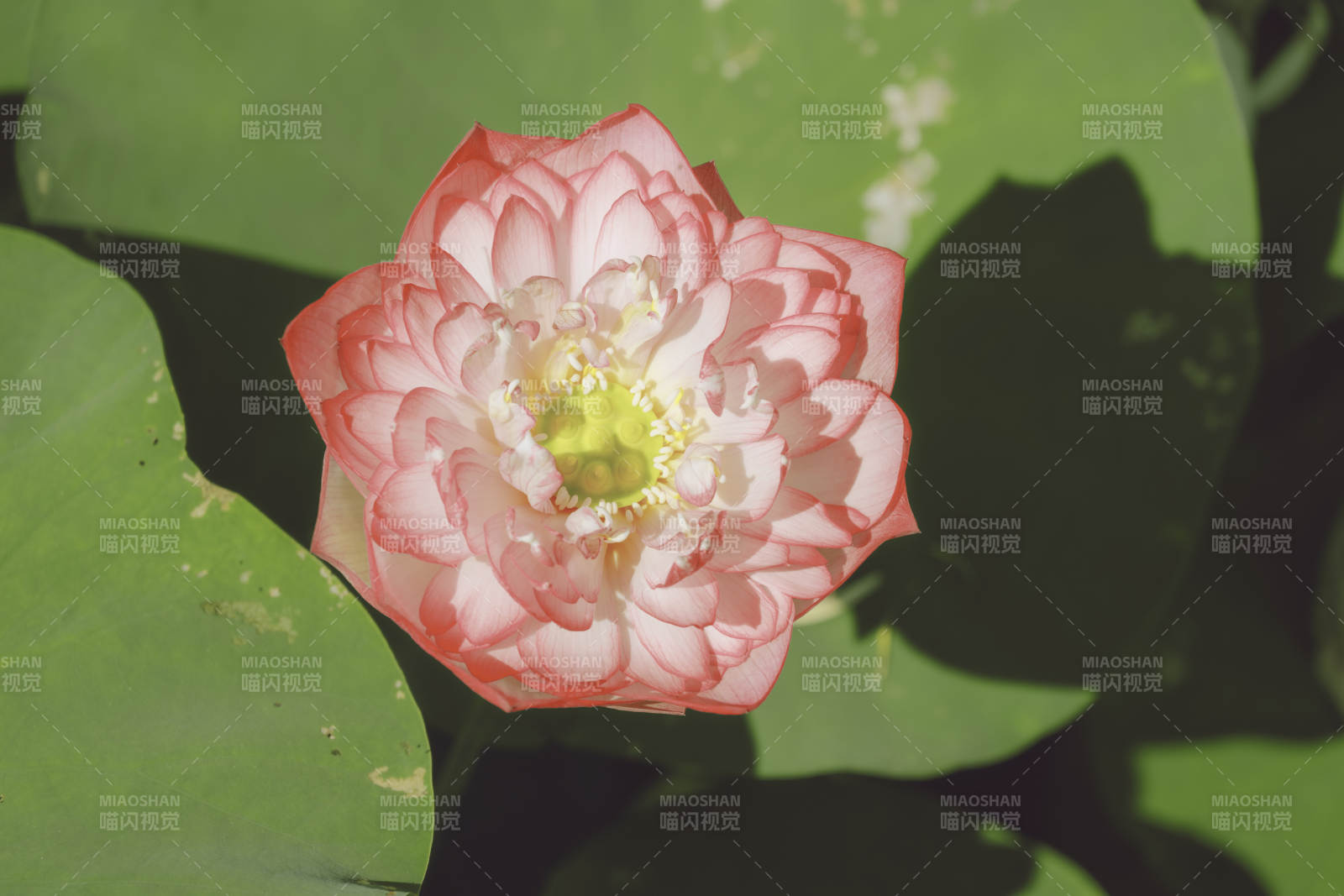 粉色莲花绽放于绿叶间图片