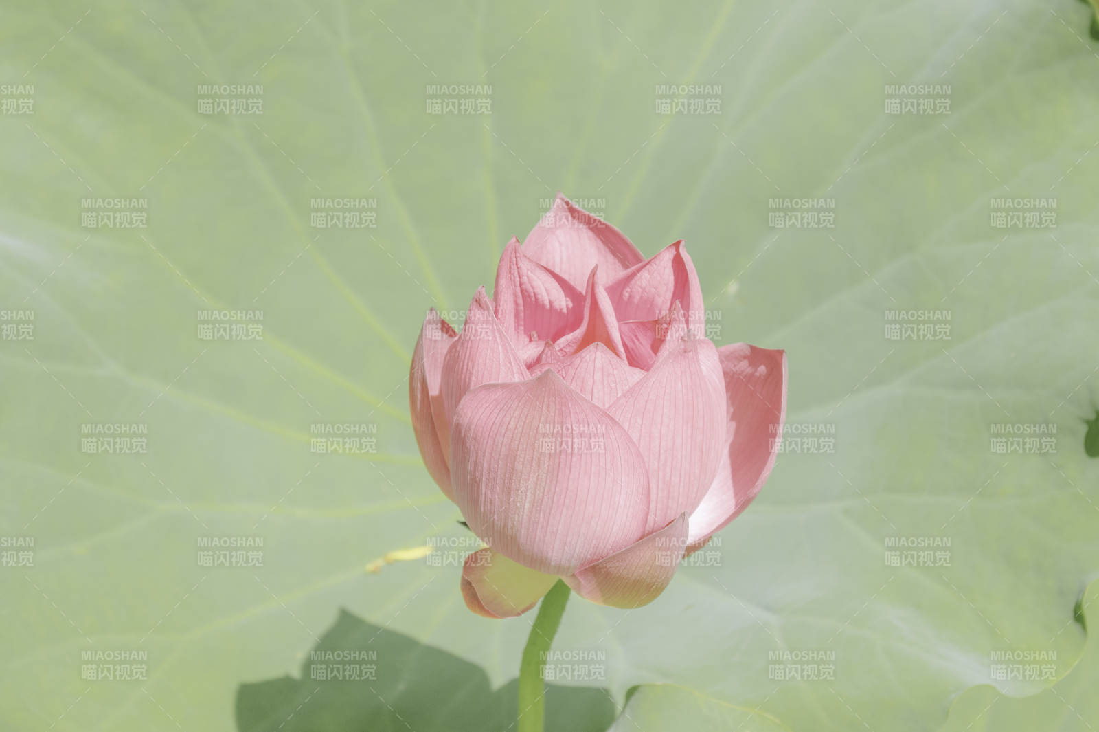 粉嫩莲花静谧绽放图片