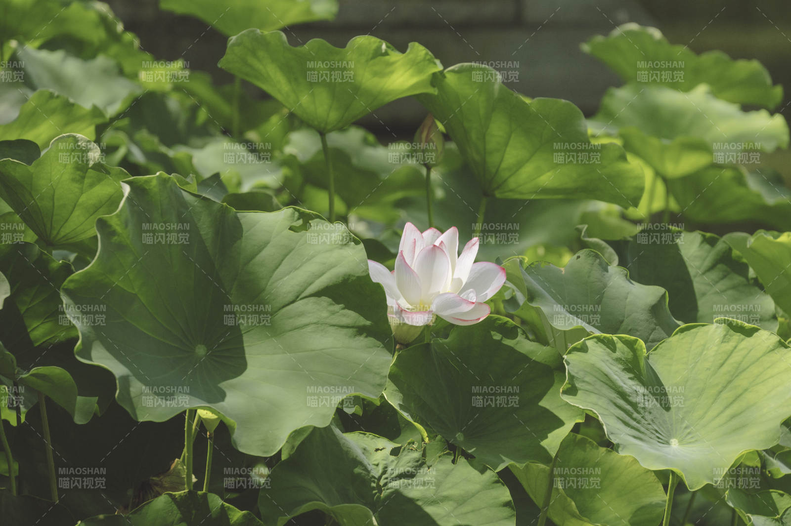 荷叶丛中一朵白莲绽放图片