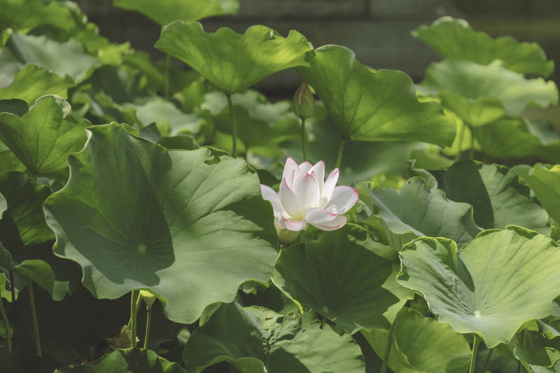 荷叶丛中一朵白莲绽放图片