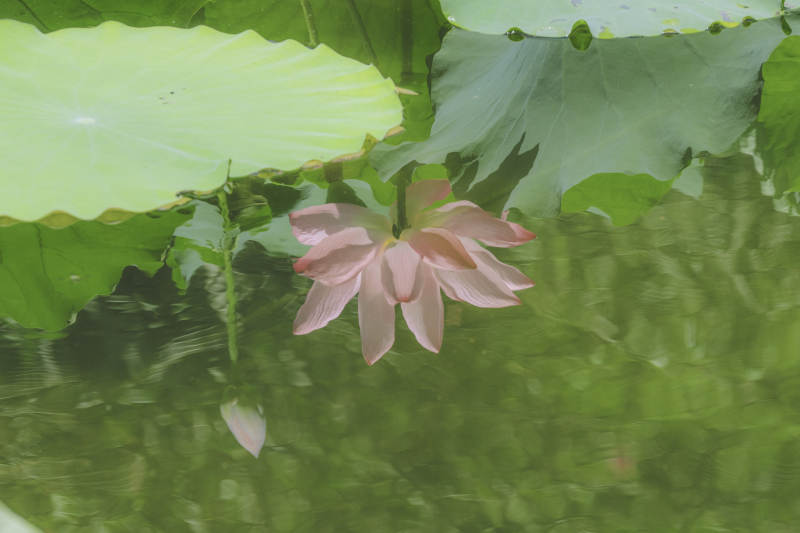 池塘中的莲花与荷叶图片