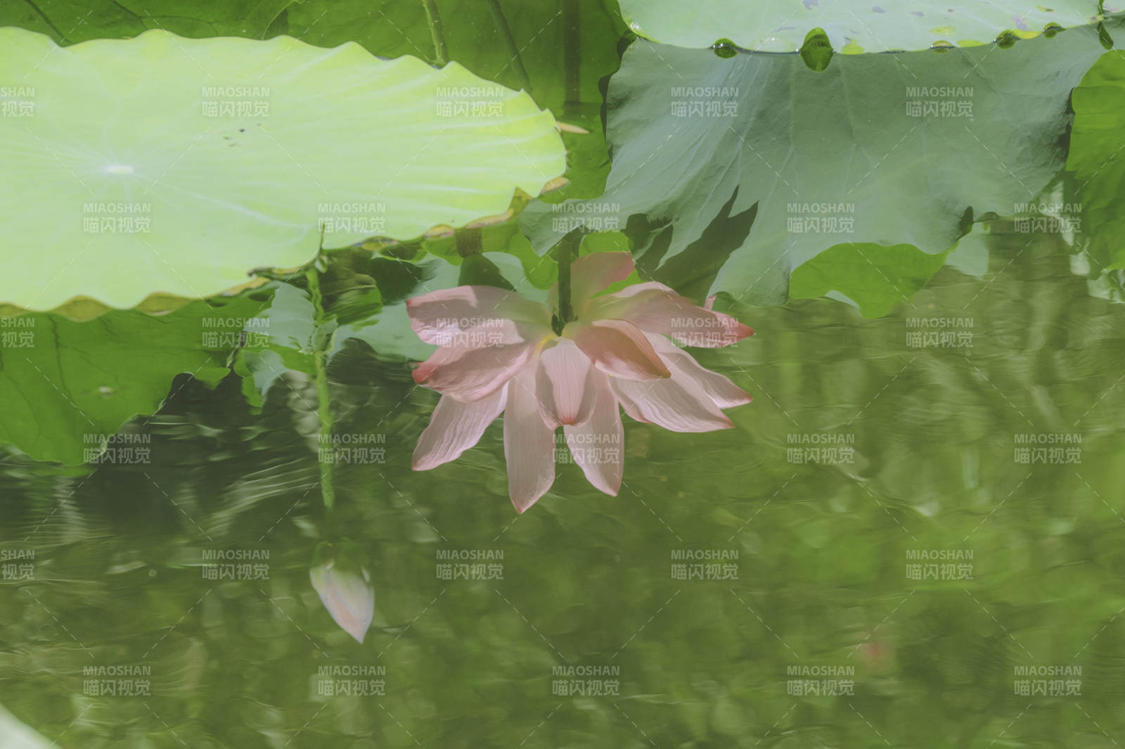 池塘中的莲花与荷叶图片