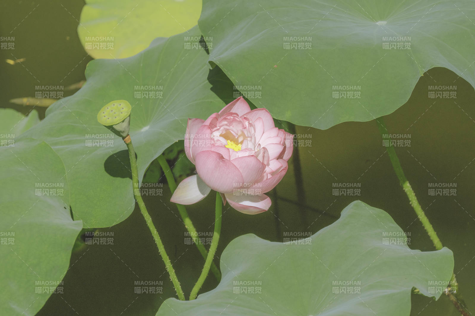 池塘中的莲花盛开图片