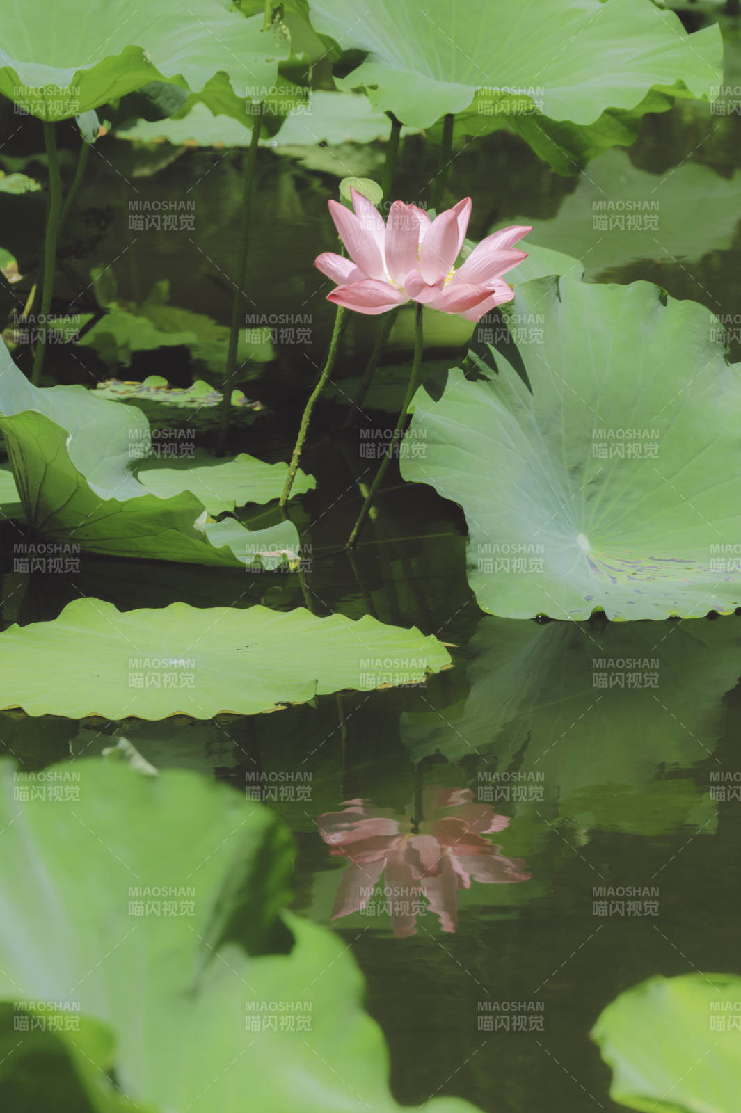 荷塘静谧 莲花映水图片