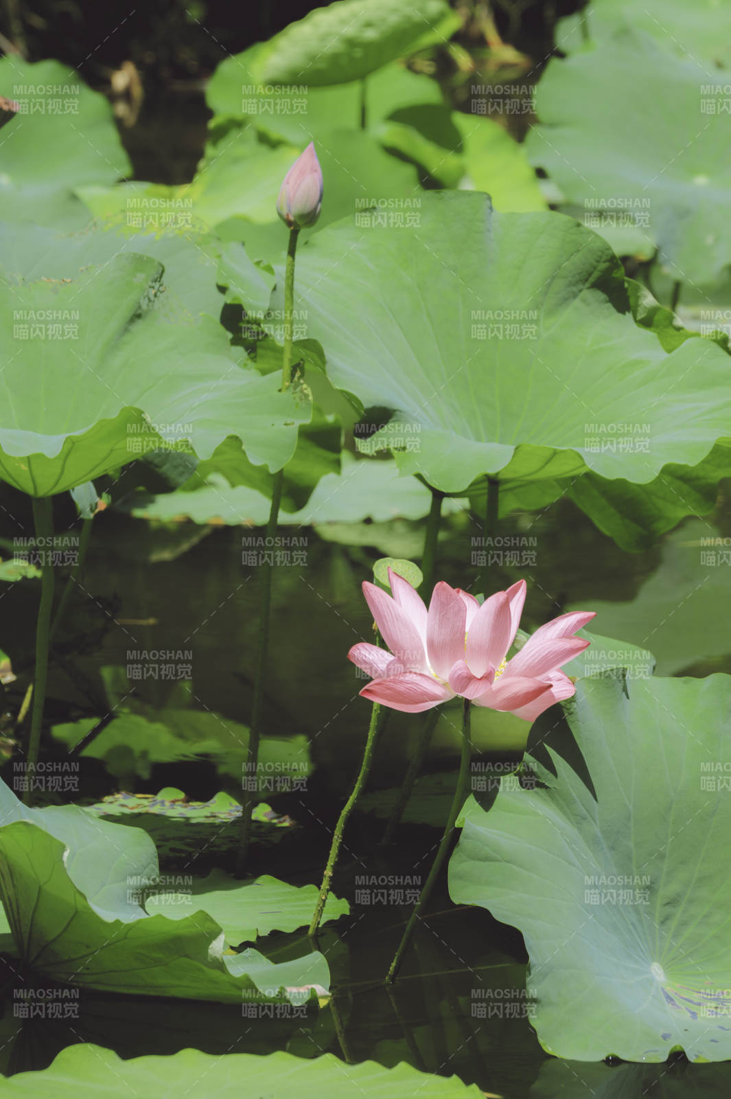 荷塘静谧 粉莲绽放图片