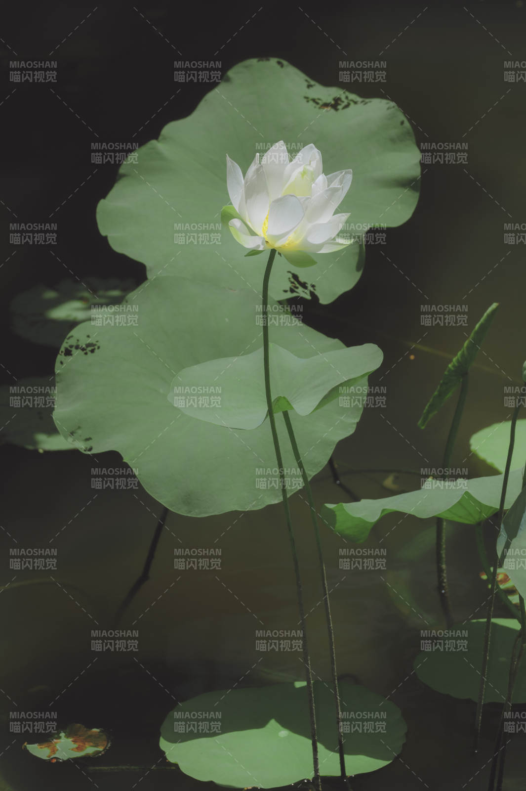 静谧荷塘 白莲绽放图片