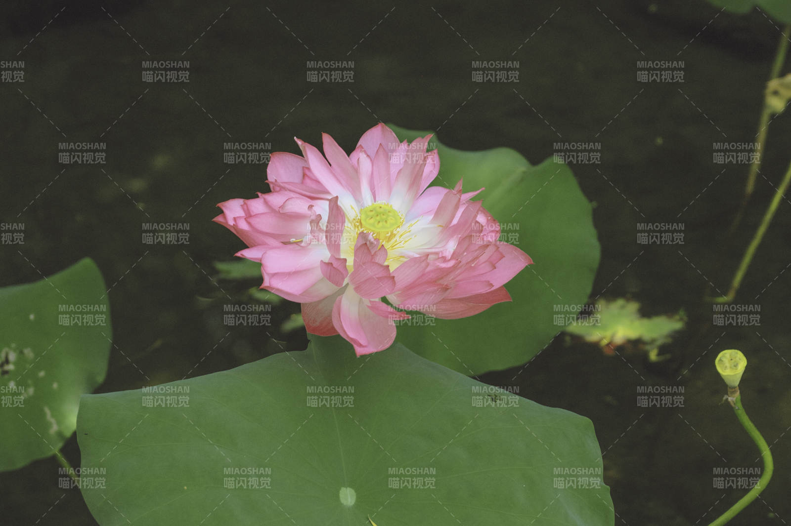 池塘中的粉色莲花图片