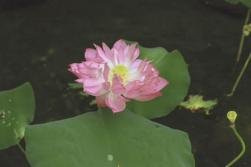 池塘中的粉色莲花图片