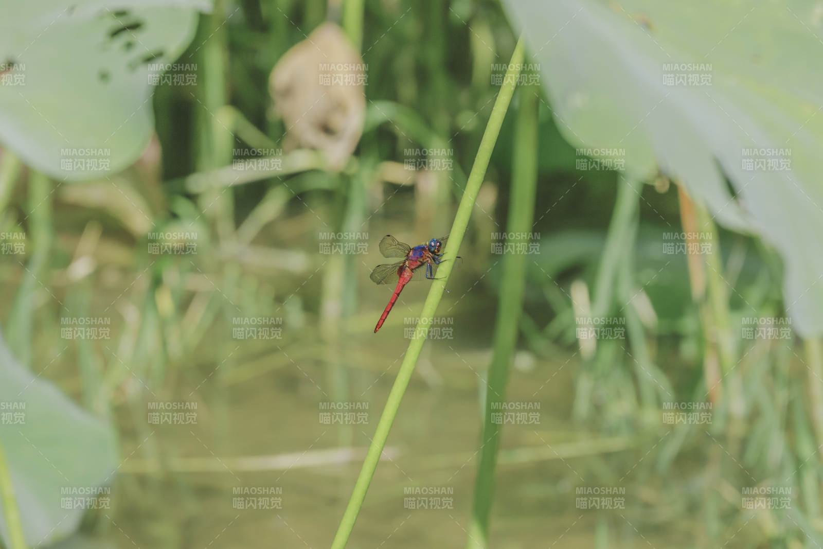 荷叶上的红色蜻蜓图片