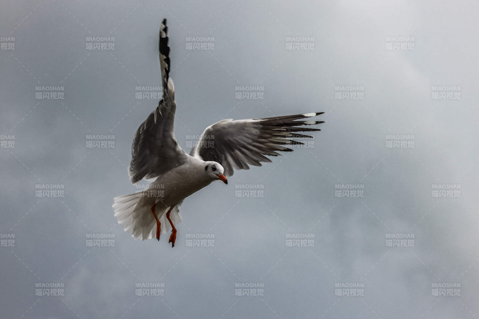 飞翔的海鸥图片