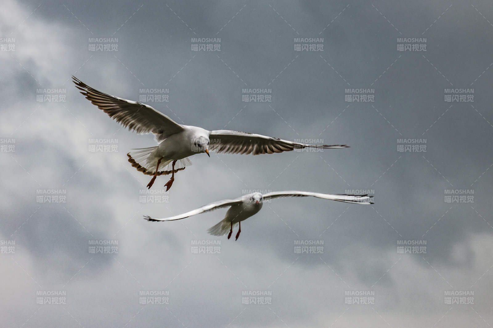 飞翔的海鸥与乌云图片