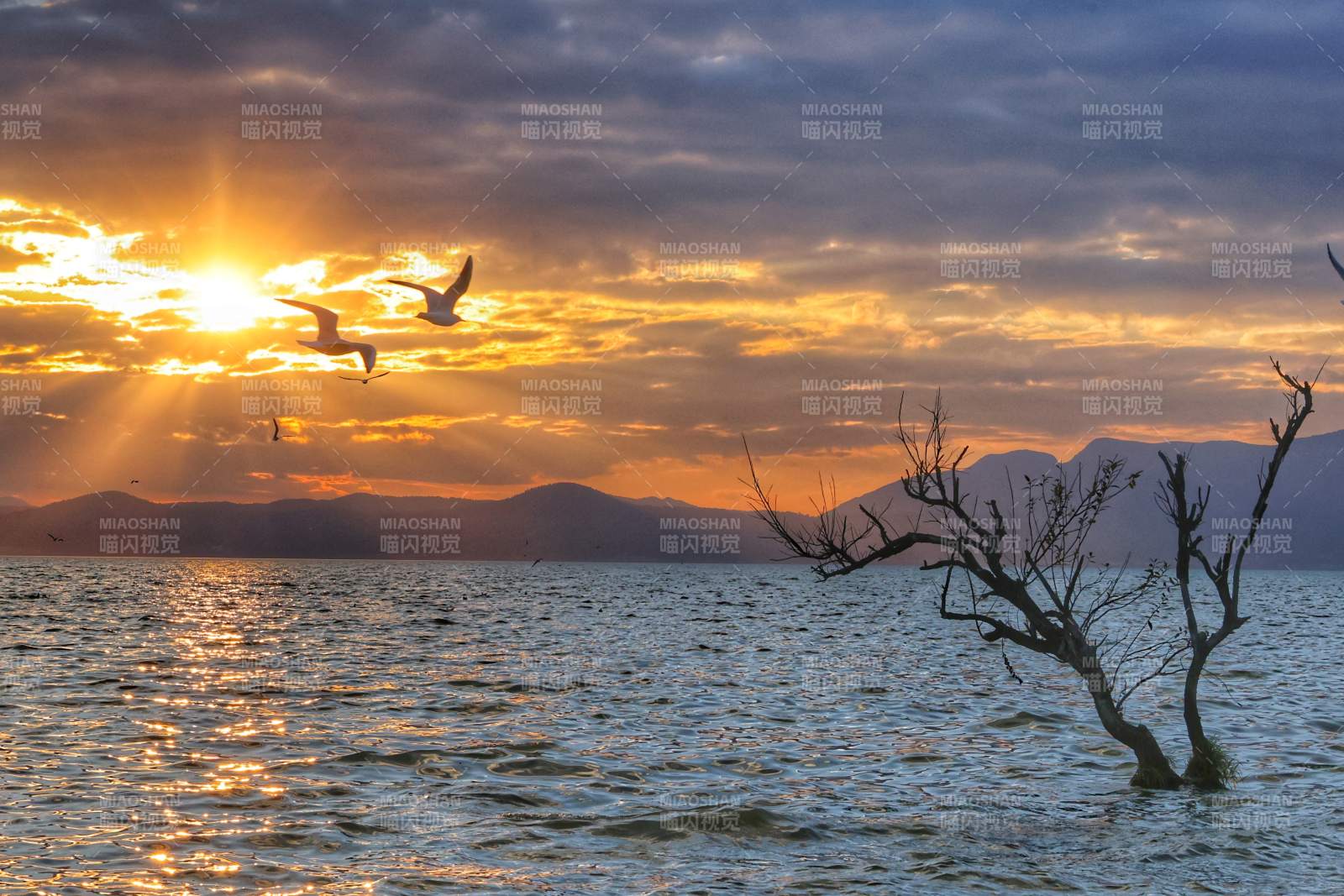 湖畔夕阳 飞鸟归巢图片