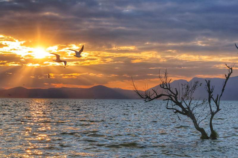 湖畔夕阳 飞鸟归巢图片