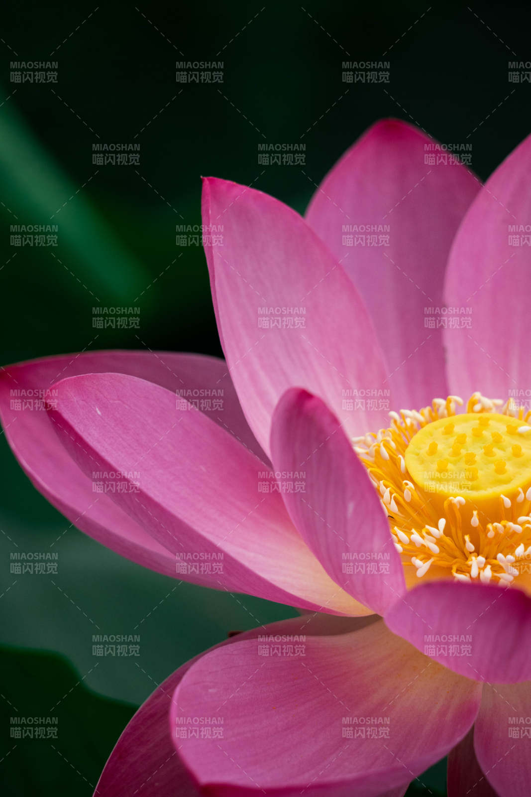 粉色莲花的美丽瞬间图片