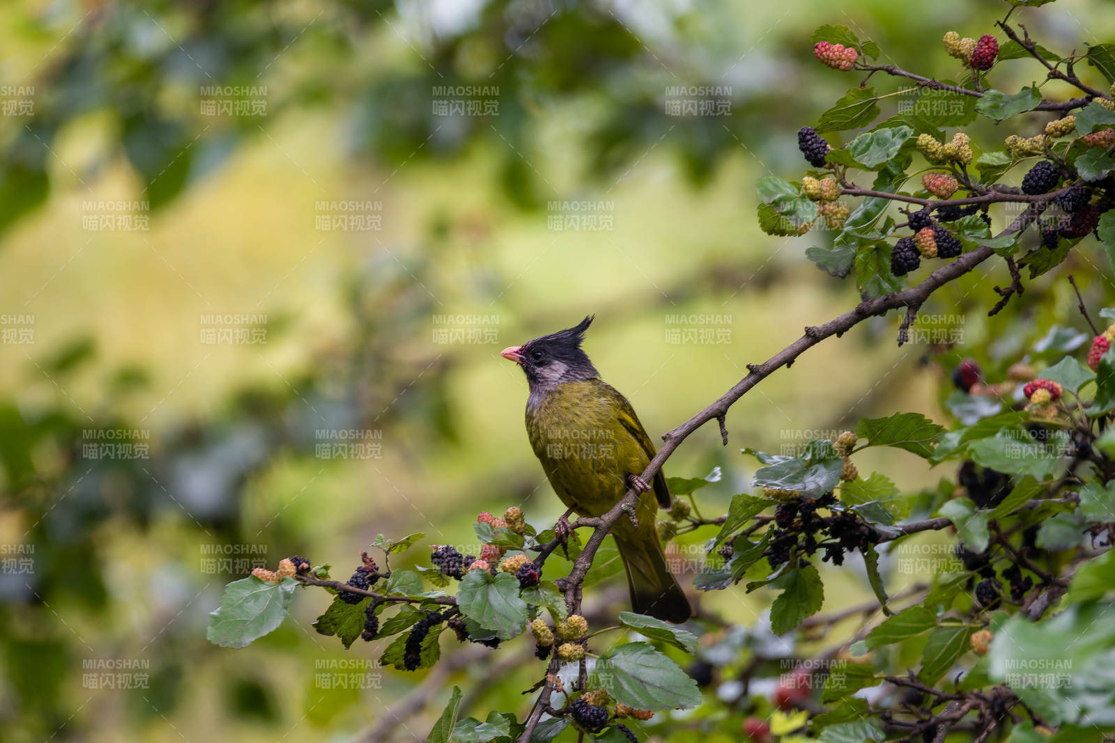 凤头雀嘴鹎图片