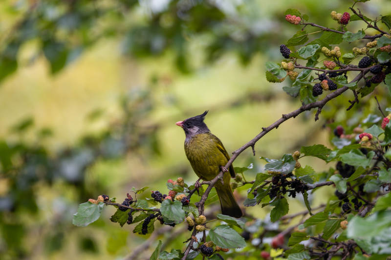 凤头雀嘴鹎图片