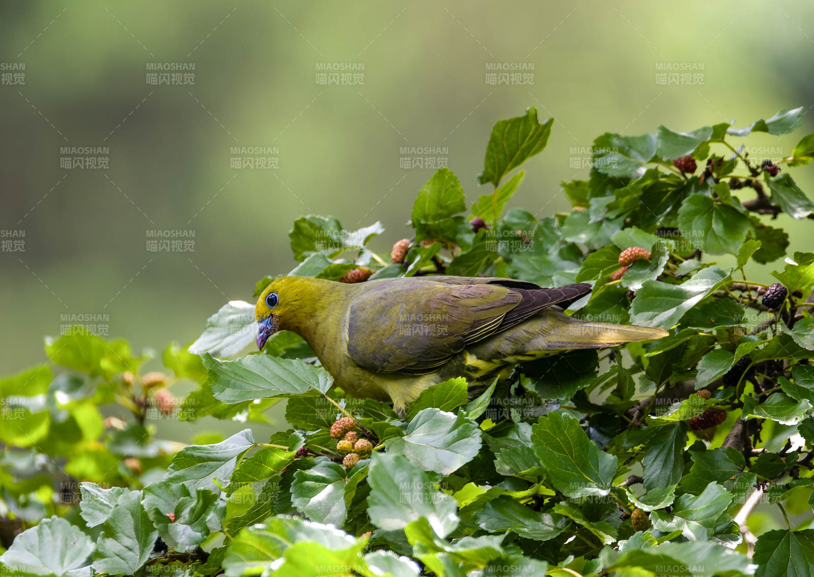 楔尾绿鸠栖息桑葚枝头图片