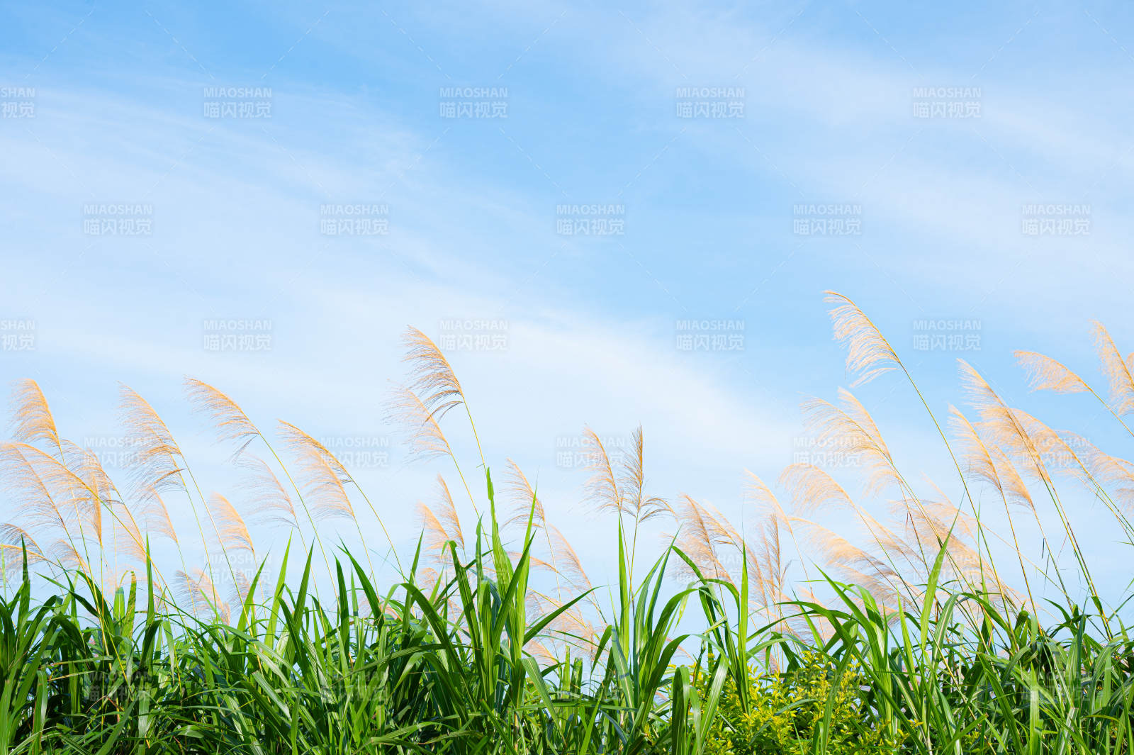 秋风轻拂芦苇荡图片