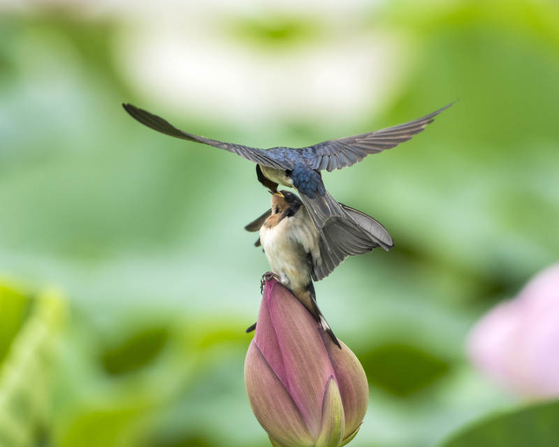 燕子育雏 荷尖温馨瞬间图片