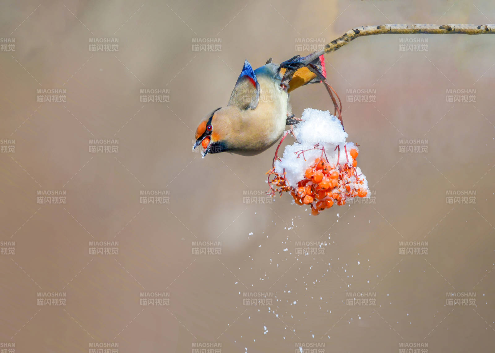 冬日鸟儿觅食瞬间图片