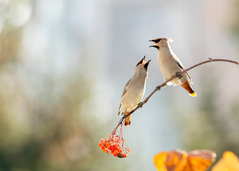 秋日枝头鸟语花香图片