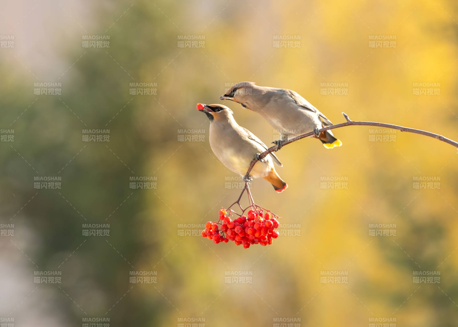 秋日鸟儿共享红果图片