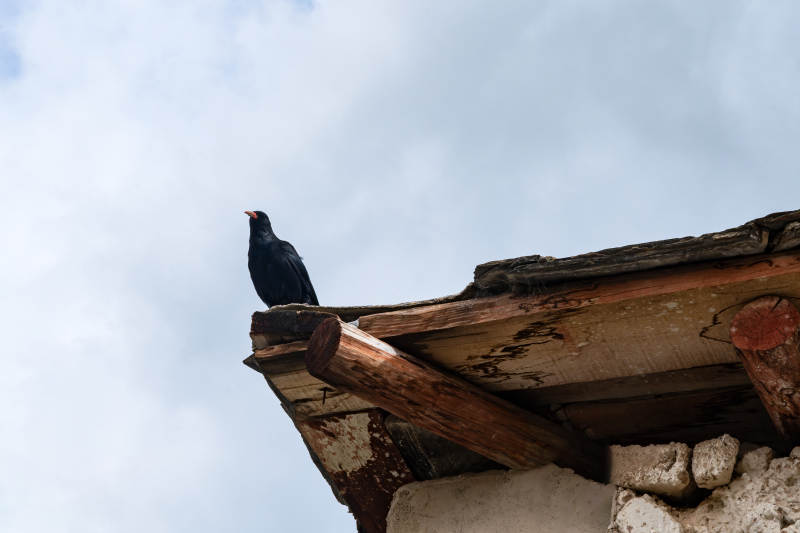 屋顶上的乌鸦图片