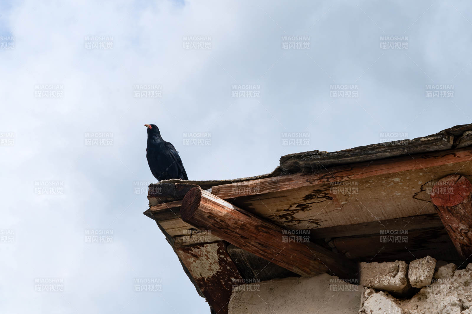 屋顶上的乌鸦图片